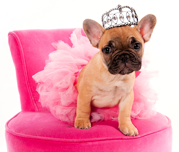 bulldog pink tutu doggy dayz