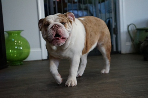 English-Bulldog-Isla-Sue