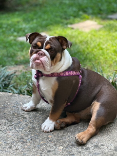 English-Bulldog-Lindy-Louella
