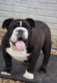 English-Bulldog-Winnie-Bell