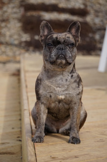 French-Bulldog-Crumbelina