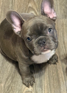 French-Bulldog-Georgia