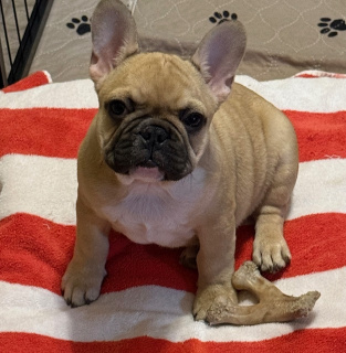French-Bulldog-Pudy
