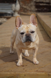 French-Bulldog-Rosie